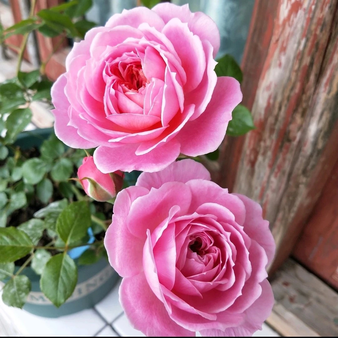 【铃之妖精】粉色浓香阳台庭院抗病性强好养护花卉绿植月季盆栽