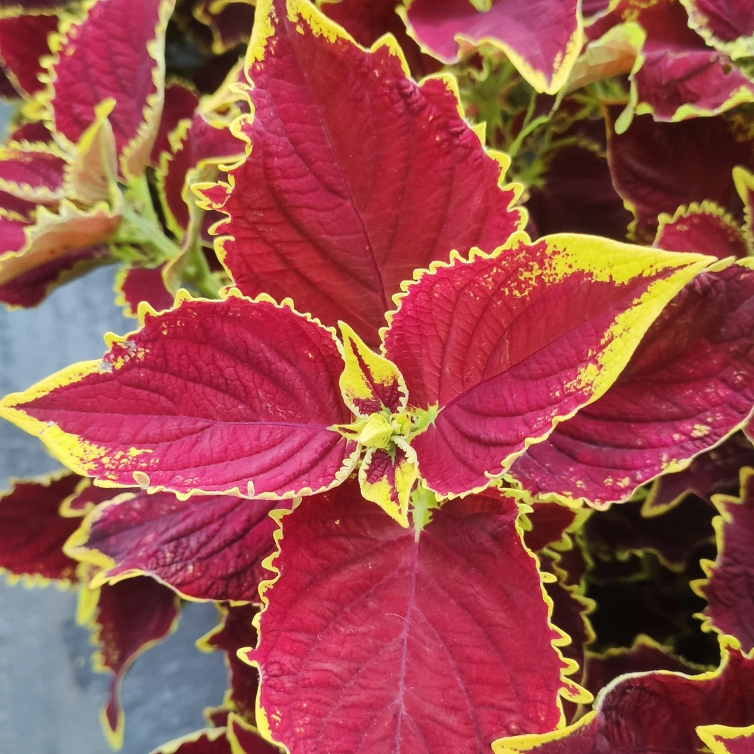 【彩叶草】阳台庭院好养护抗病性强四季开花花卉绿植盆栽