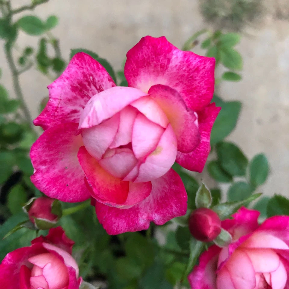 【妮可柯德娜】阳台庭院花园楼顶好养护抗病性强花卉绿植月季盆栽