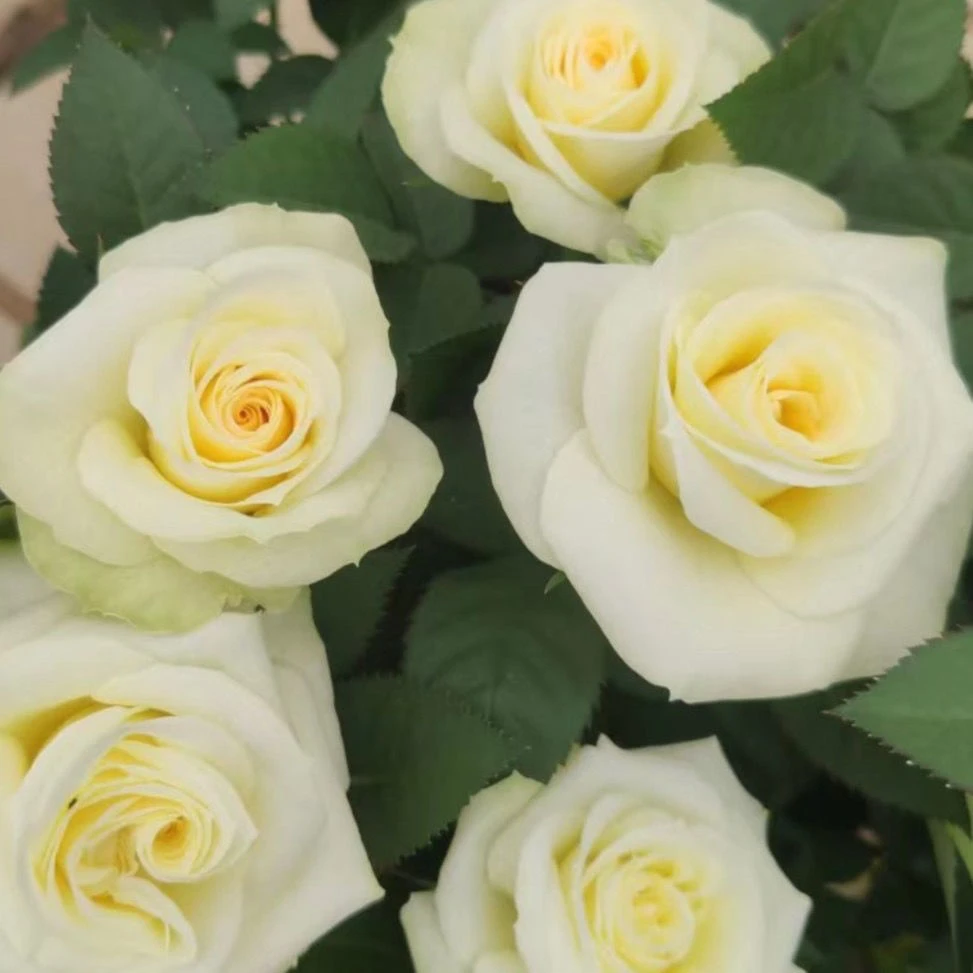 【苹果绿独棵】阳台庭院四季开花抗病性强好养护花卉绿植月季盆栽