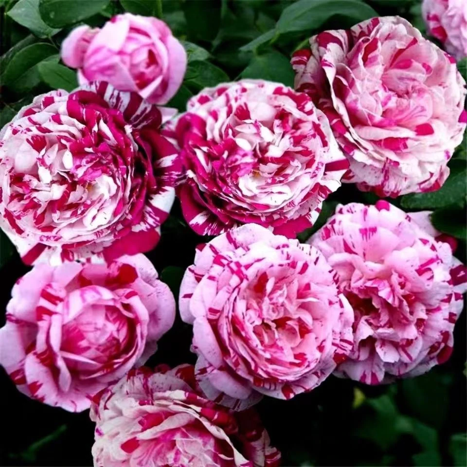 【紫色花边】抓破美人脸浓香包子状月季盆栽