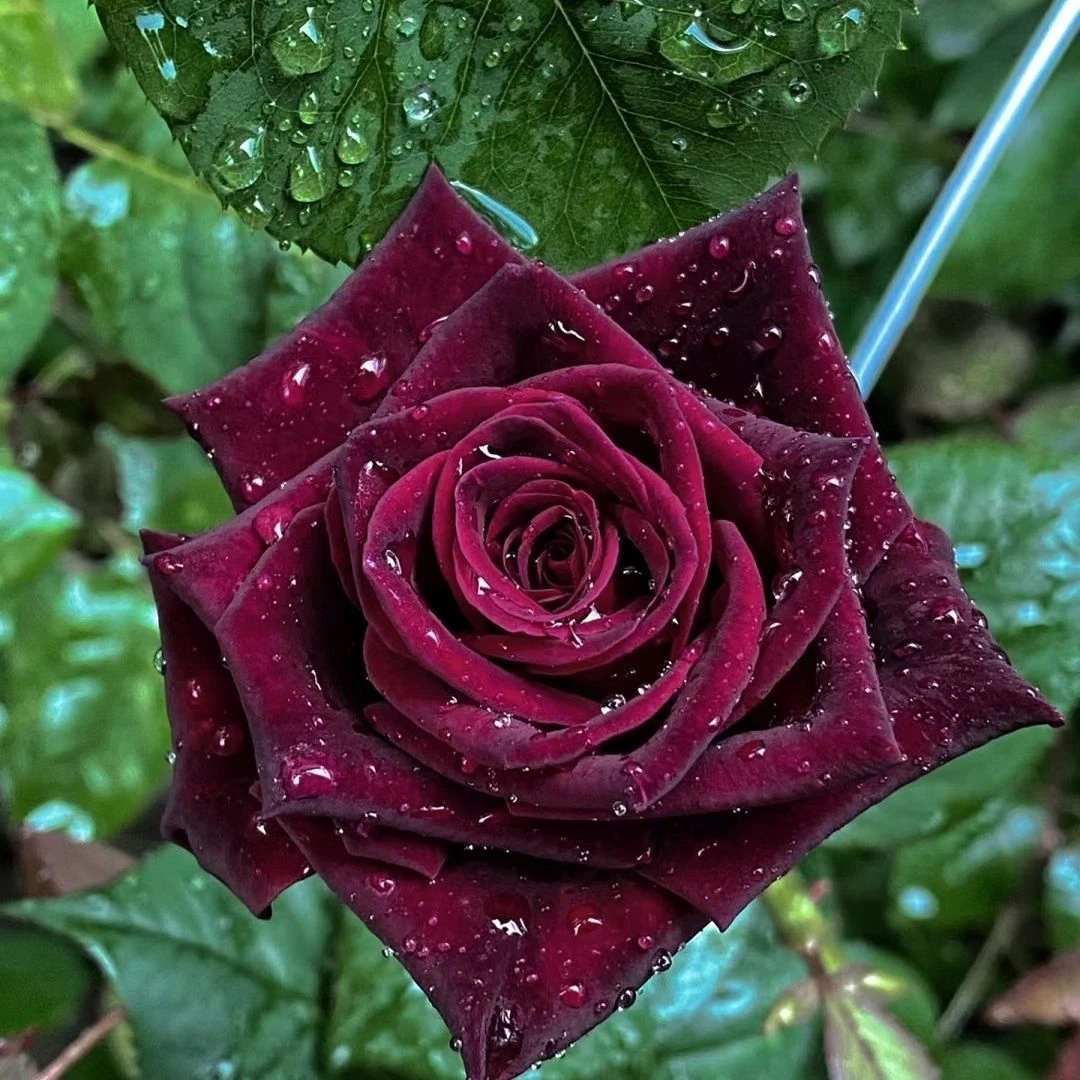 【黑巴克3加仑】切花玫瑰庭院花园楼顶好养护抗病性强花卉绿植月季