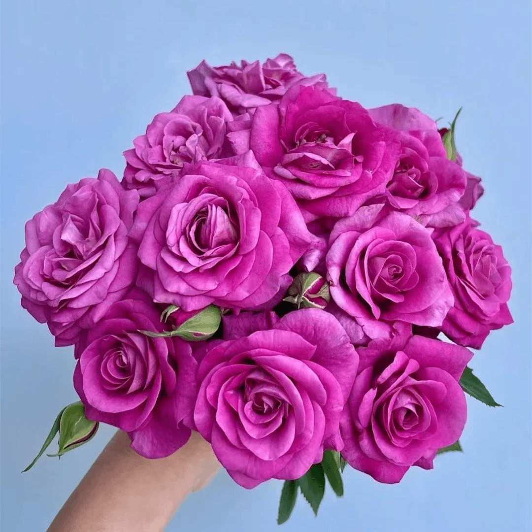 【紫美人】阳台庭院四季开花抗病性强好养护花卉绿植月季盆栽