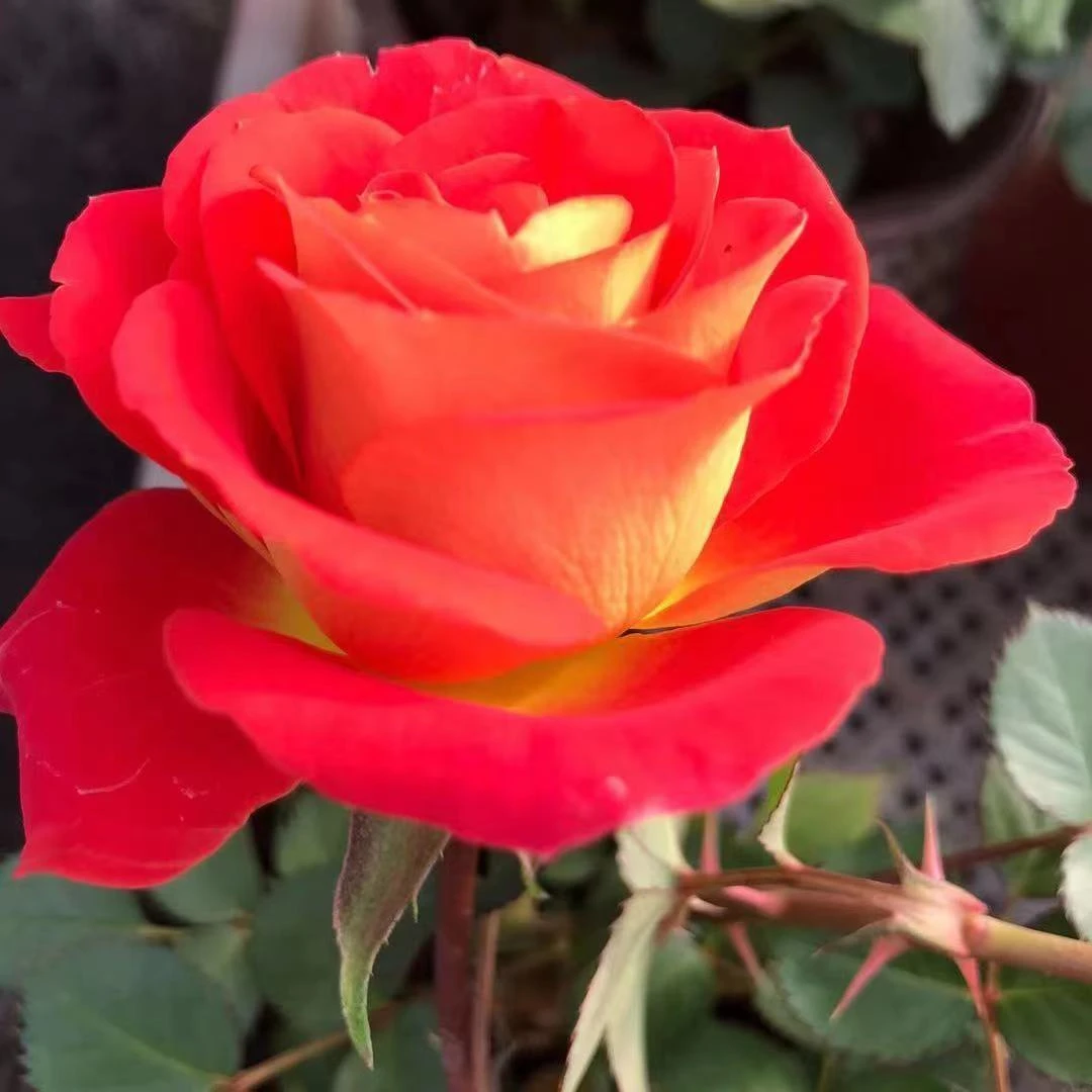 【二乔双鱼座】红黄复色阳台庭院抗病性强好养护花卉绿植月季盆栽