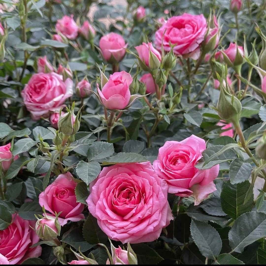 【菲力】粉色多头甜香味阳台庭院花园好养护抗病性强月季盆栽