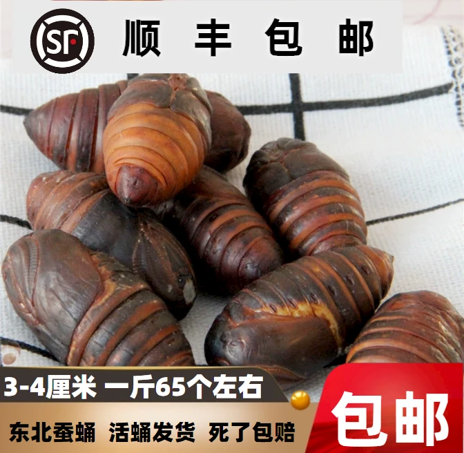 包邮丹东特产新鲜茧蛹二黄茧蛹3-4cm/粒补充高蛋白绿色优质营养