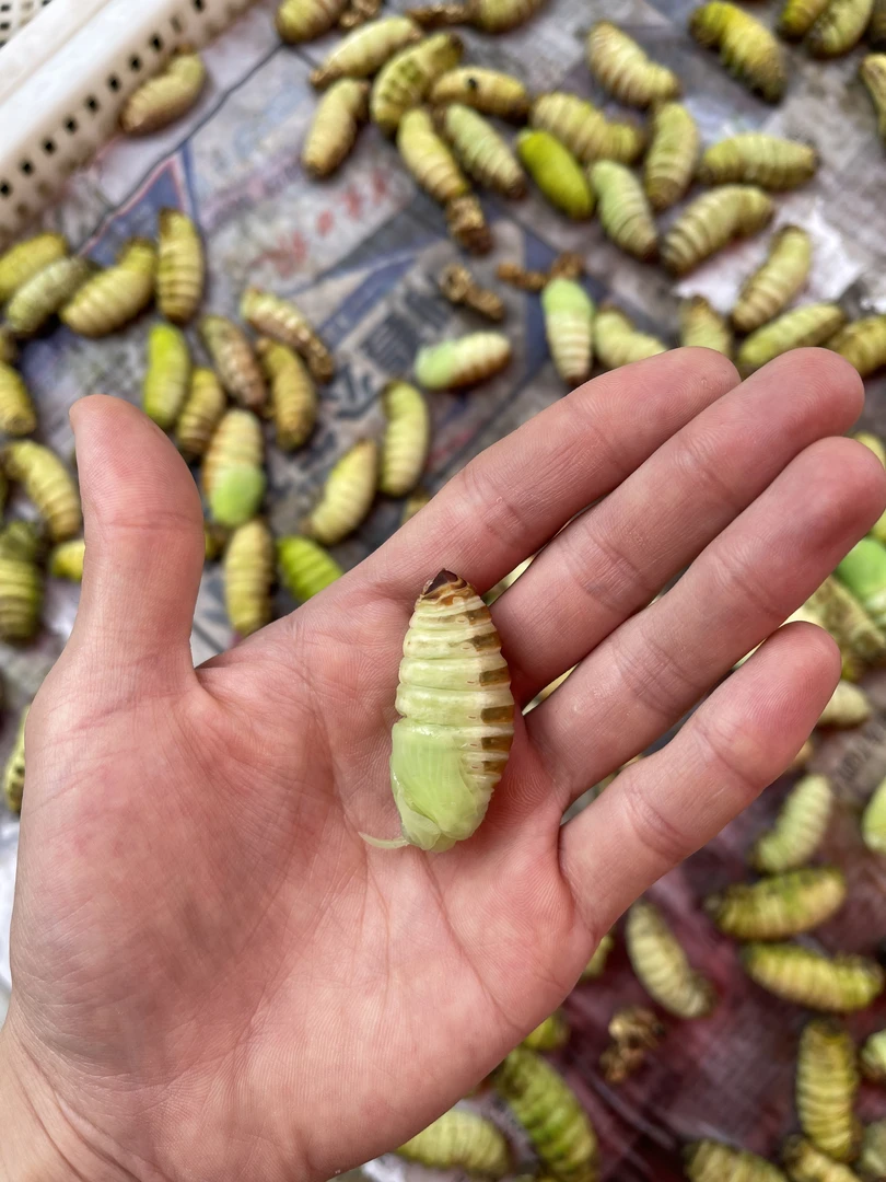 2025东北新鲜速冻生绿皮神仙蛹新鲜营养顺丰包邮