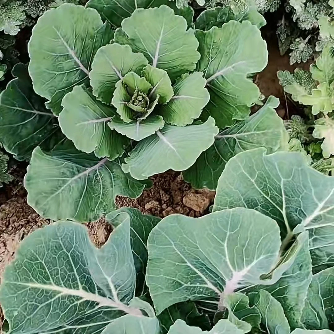 羽衣甘蓝菊花 一物一拍