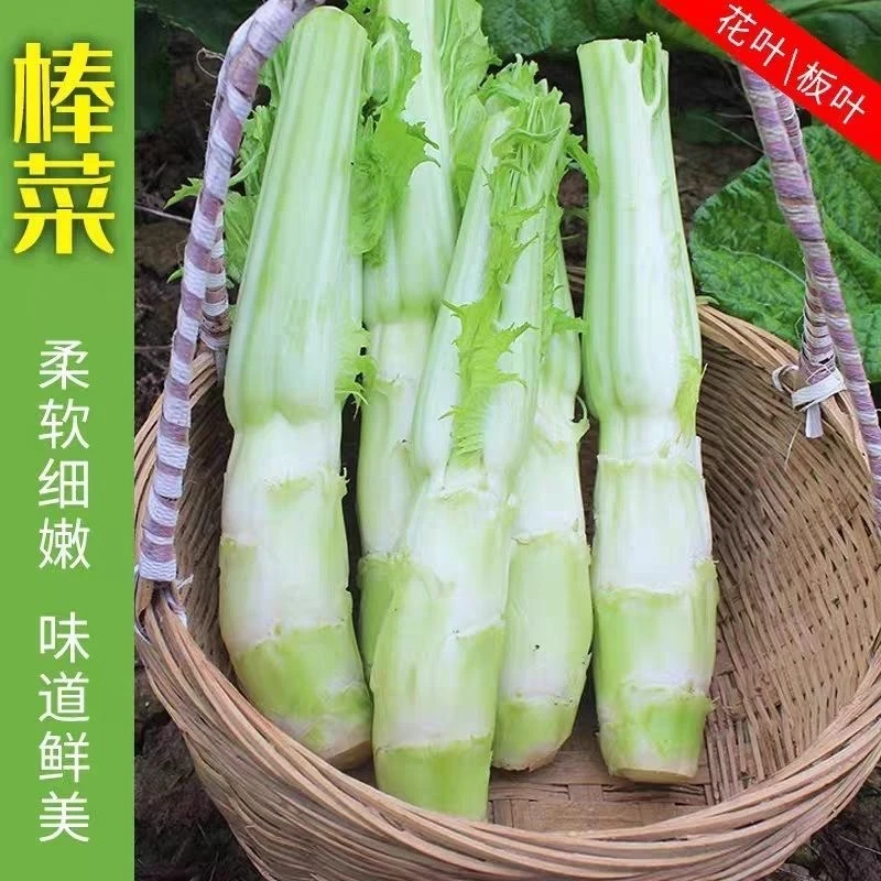 四川棒菜秧苗农家蔬菜种植家乡菜秋冬菜园