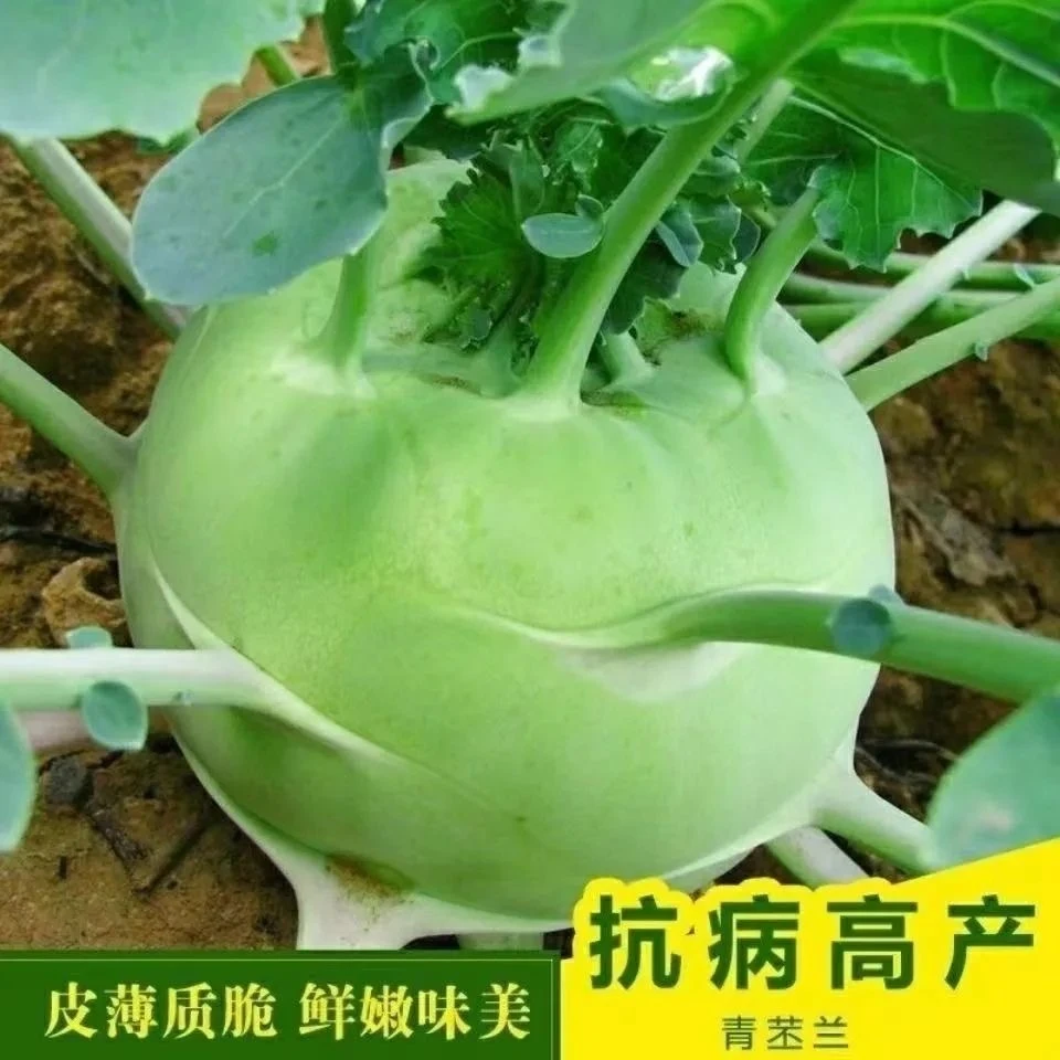 青苤蓝秧苗盆栽庭院田园种植易种易活带土发货阳台新鲜优质高产