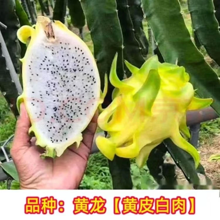 黄龙红肉火龙种子盆栽燕窝黄龙种子当年结果南北方四季阳台种植