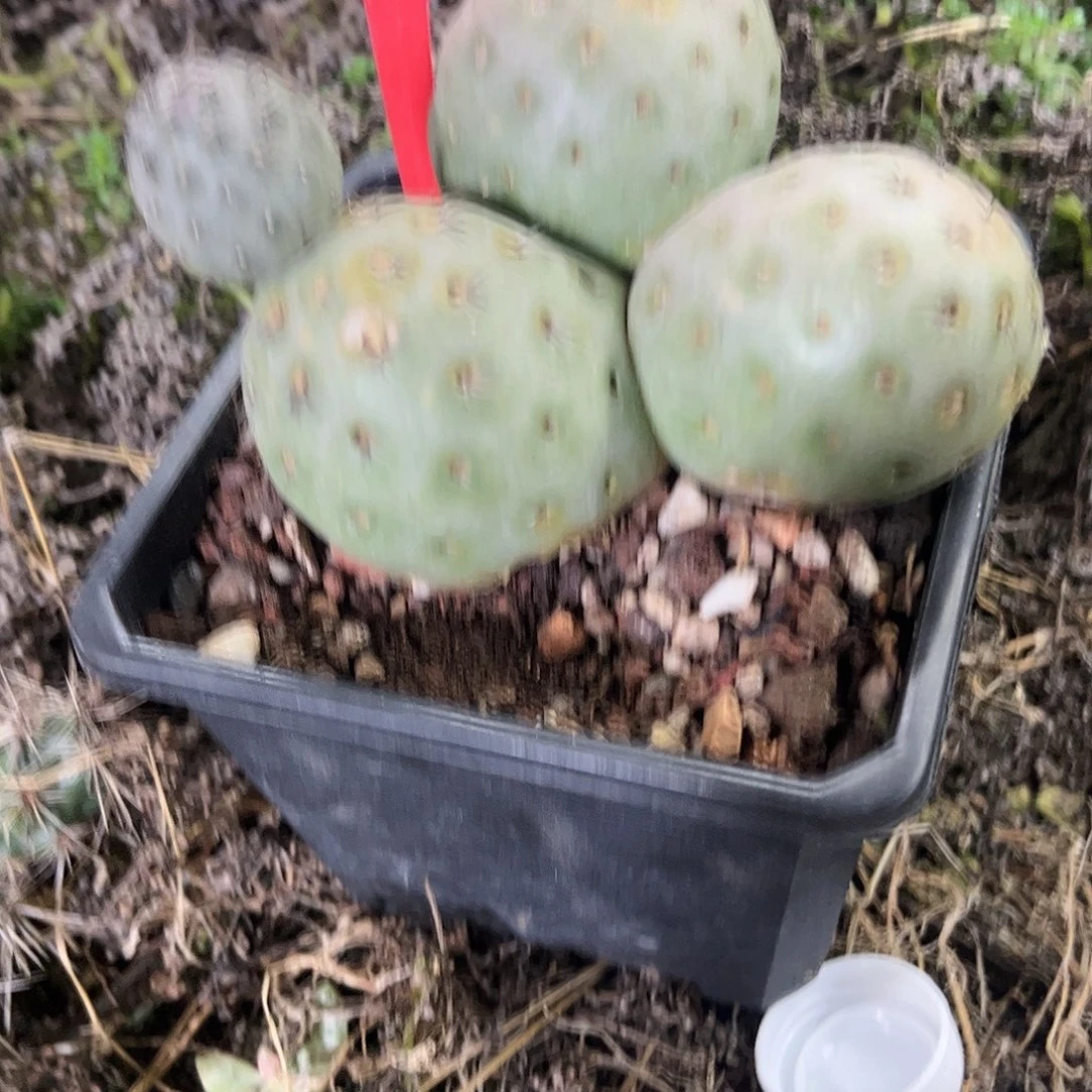 瑕疵多头福利价不包售后