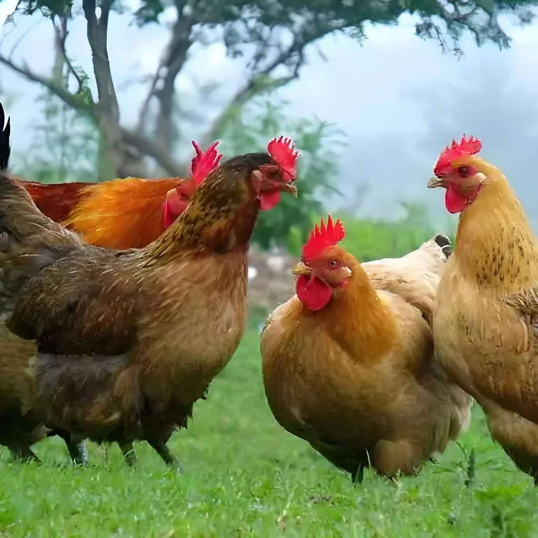 乡下土鸡山林土鸡农家放养黄油母鸡农村散养土鸡粮食鸡中方