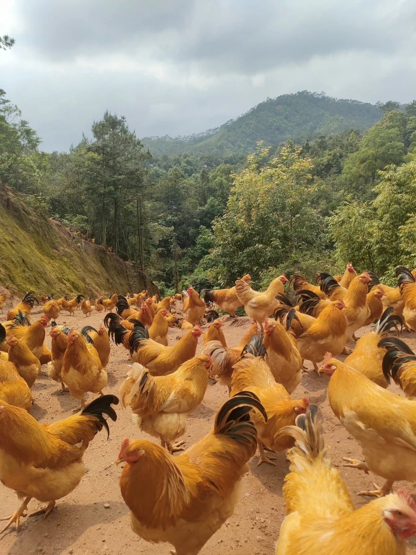 广东省，扇鸡1只210天以上