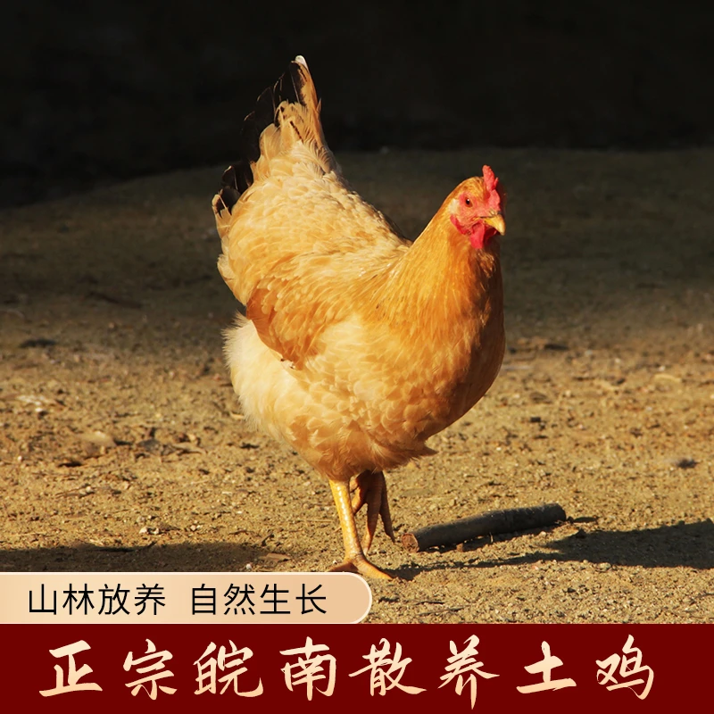 皖裕东升煲汤农家散养老母鸡  正宗土鸡新鲜现杀顺丰包邮