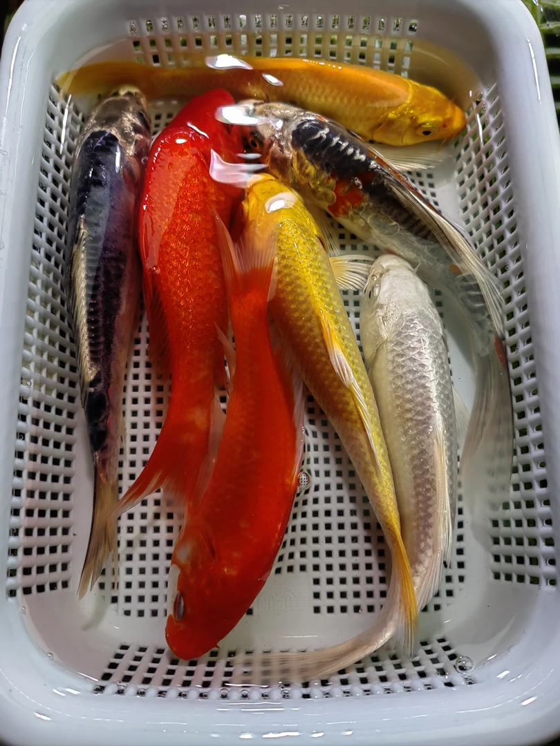 【共7条】10-13cm  2黄2红草2龙1白 锦鲤观赏鱼