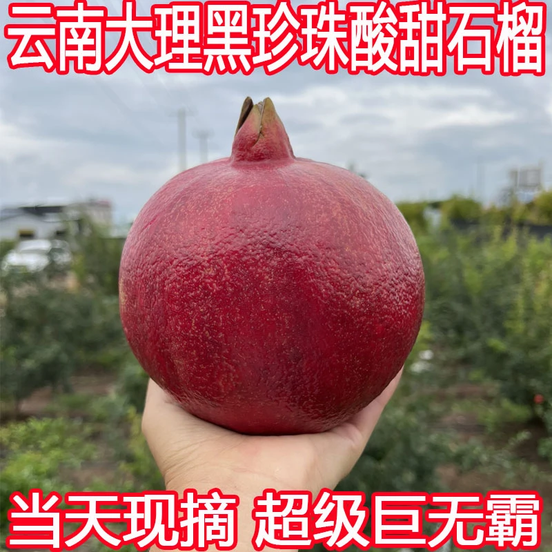 云南大理宾川黑珍珠酸甜石榴黑籽现摘现发新鲜应季孕妇水果泡酒