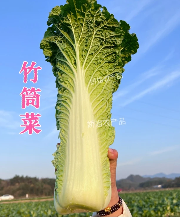 连州高山竹筒菜清甜无渣5/10斤包邮