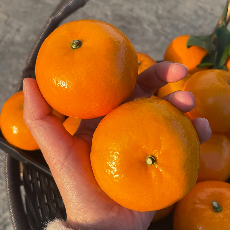 云南高原沃柑3/5/9斤新鲜水果沃柑柑橘香甜橘子桔子包邮