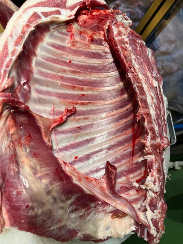 新疆阿勒泰草膘小羊羔 前腿带排