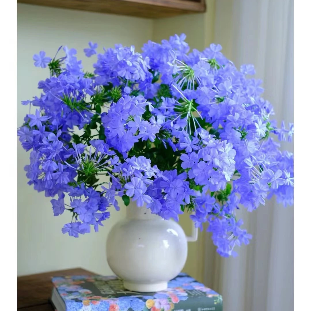 【蓝雪花】耐热耐寒  养护简单开花盆栽地栽 美观 室内阳台