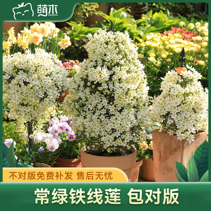 萌木【常绿组】铁线莲苗  苹果花银币春早知爬藤花卉盆栽苗