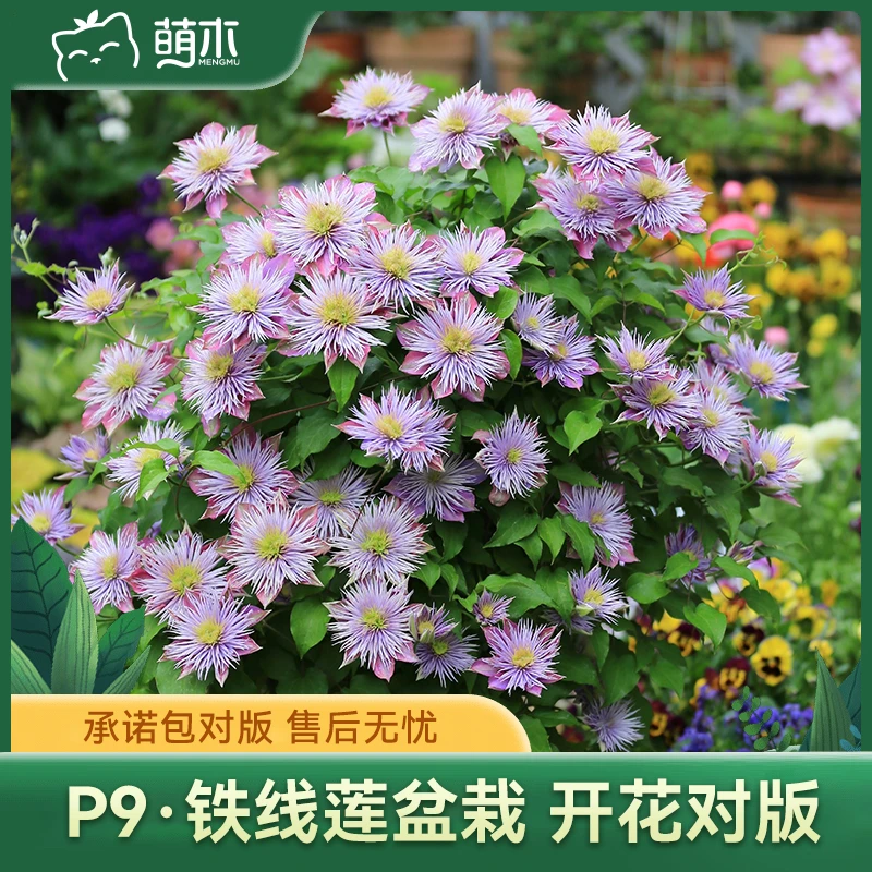 萌木【P9铁线莲苗-经典必入系列】  阳台庭院爬藤植物花卉盆栽苗