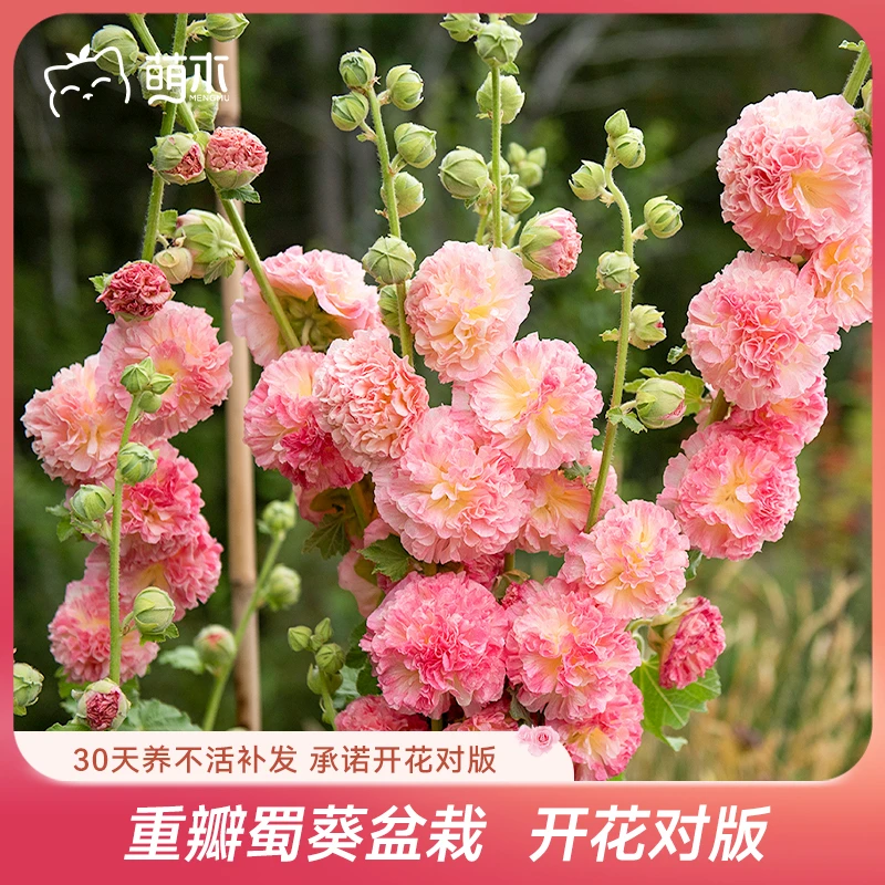 萌木重瓣【蜀葵11cm】桃子与梦 一丈红四季盆栽花卉懒人易活耐寒