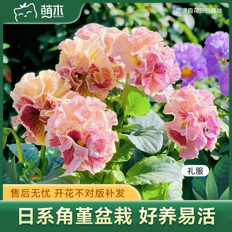 萌木郭姐【日系角堇】花苗盆栽花卉植物好养活四季耐寒耐冻家养室内