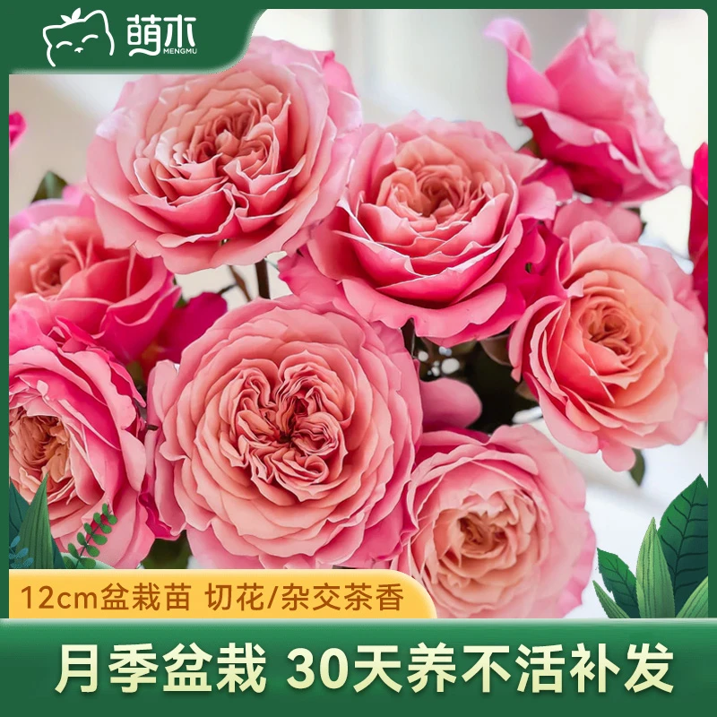 萌木【月季】黑巴克莫妮卡戴维果汁阳台粉龙沙宝石蓝色风暴