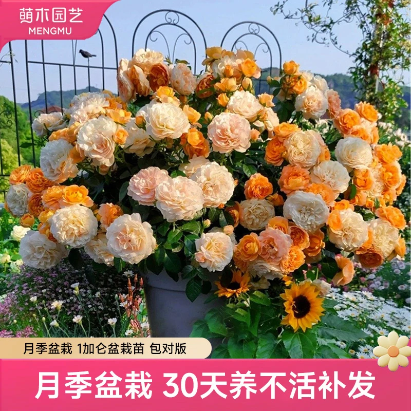 萌木【月季-微月1加仑】盆栽爬藤植物庭院阳台