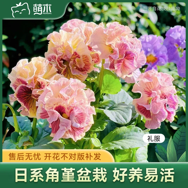 萌木【日系角堇】盆栽花卉植物好养活四季耐寒耐冻家养室内冬季