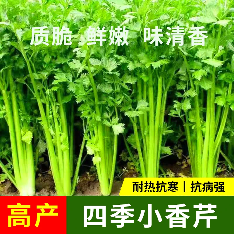 四季种植小香芹种子小芹菜种籽适应上市春季四季盆栽阳台庭院蔬菜