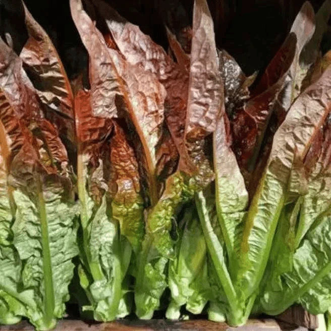 紫红开丫甜油麦菜种子籽红尖叶油麦菜四季耐高温蔬菜种子阳台小院