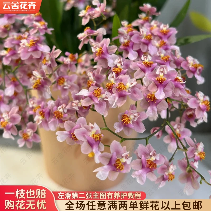 【云舍花卉】10剑【粉色梦香兰】盆栽【带原盆发货】满2单及以上包邮