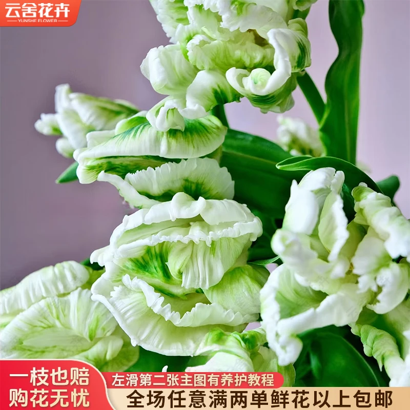 【云舍花卉】【超级鹦鹉】郁金香 全场任意满两单及以上鲜花包邮发货