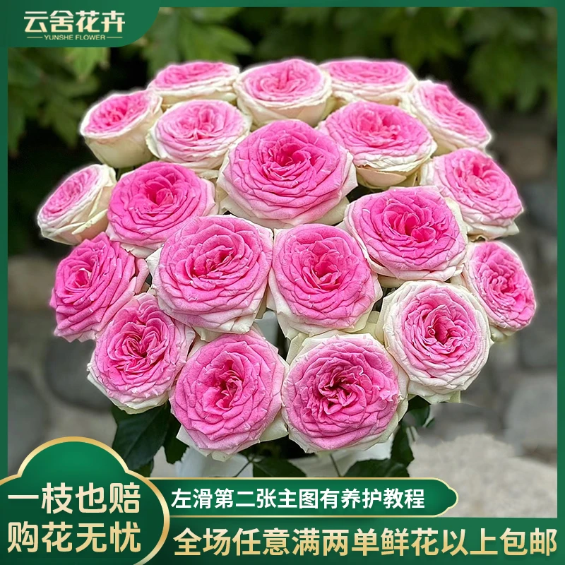 【云舍花卉】【冰淇淋】单头玫瑰 全场任意满两单及以上鲜花包邮