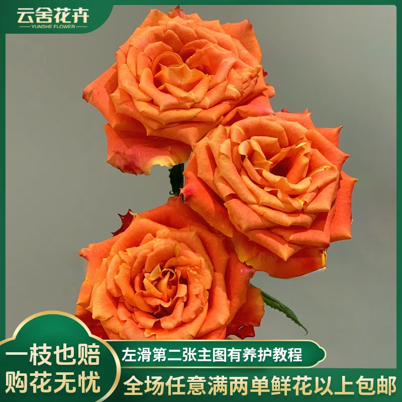 【云舍花卉】适合夏天养60-70cm欢乐颂单头玫瑰两单包邮发货鲜切花