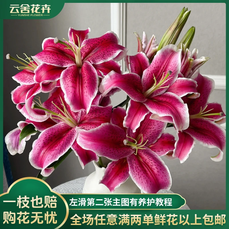 【云舍花卉】黑美人单瓣香水百合盛开颜色高级任意两单以上包邮