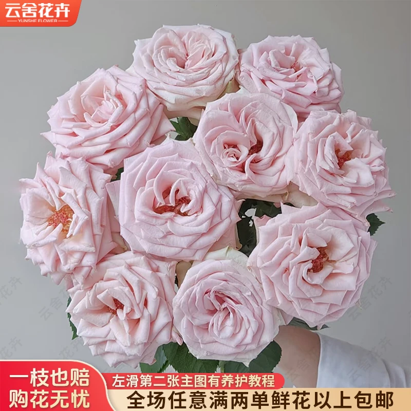 【云舍花卉】【姆齐亚小姐】多头玫瑰 任意满两单及以上鲜花包邮发货