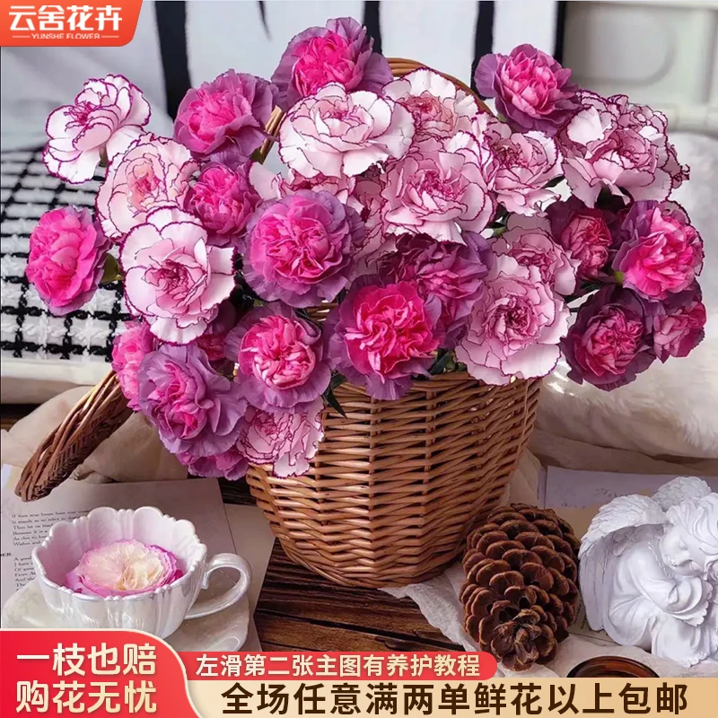 【云舍花卉】【野马】康乃馨+【紫精灵】康乃馨【不保水】任意满两单包邮