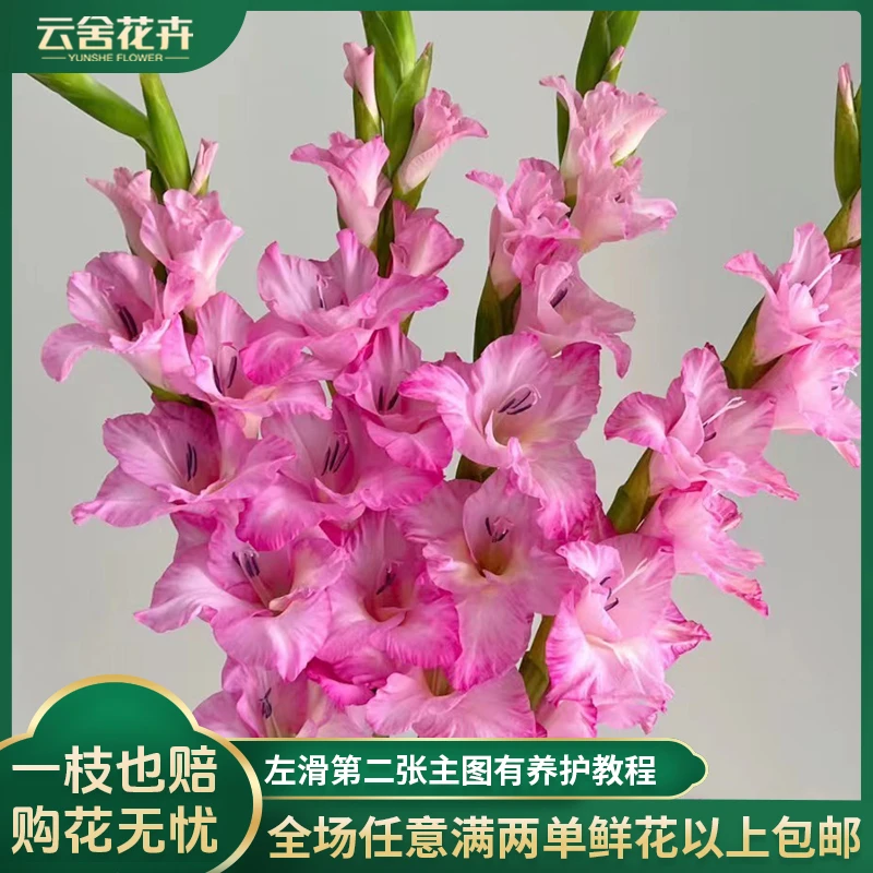 【云舍花卉】【草莓粉】剑兰全场任意满两单及以上鲜花包邮发货