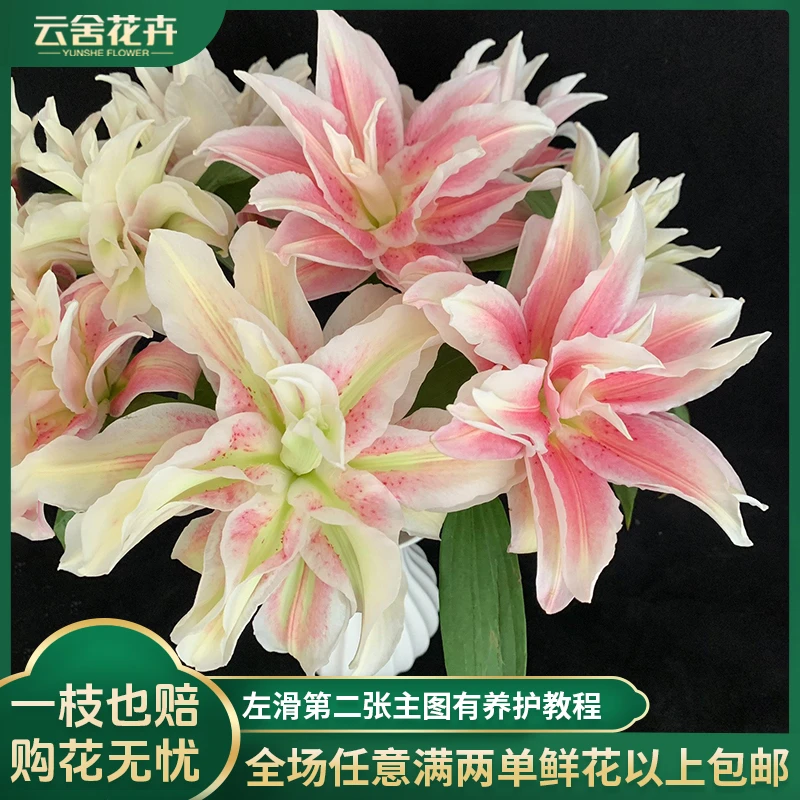 【云舍花卉】渐变色【萨拉】重瓣百合全场任意满两单及以上鲜花包邮