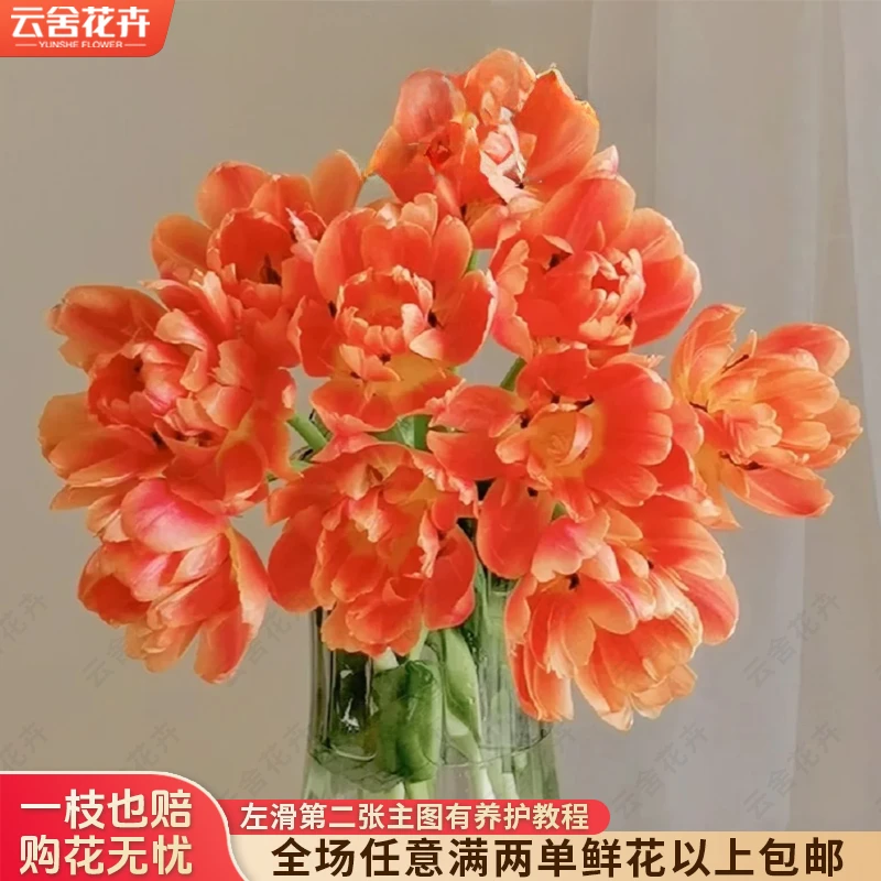 【云舍花卉】【香橙哒】郁金香 全场任意满两单及以上鲜花包邮发货