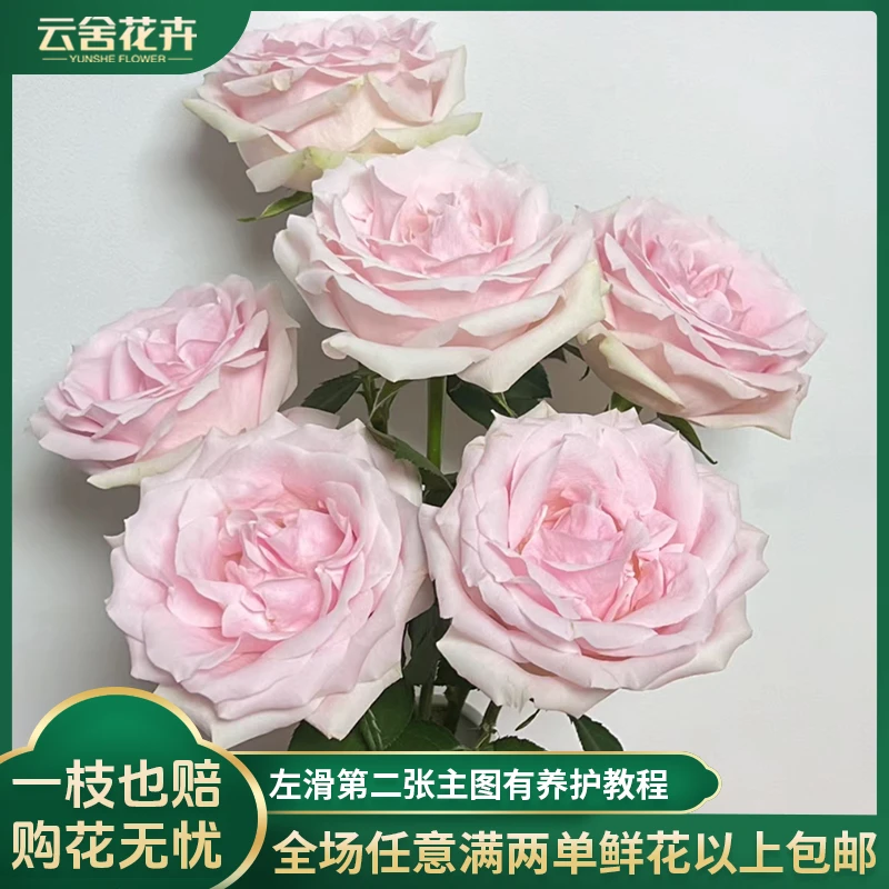 【方德嘉荷中小型花苞】75-80A粉红雪山玫瑰【不保水】任意两单包邮