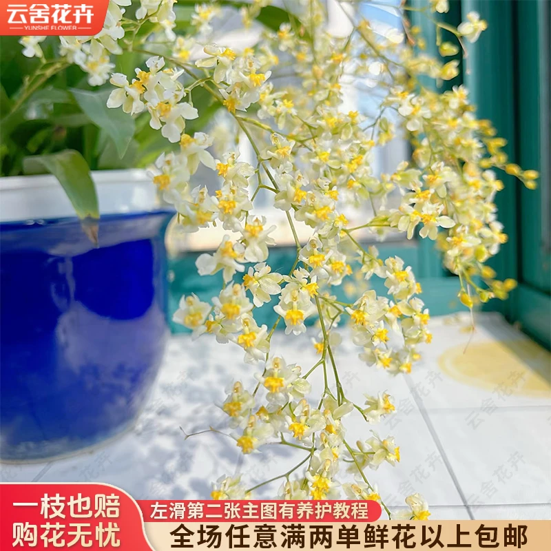 【云舍花卉】6-9【罗曼香】梦香兰盆栽【带盆发货】任意品种满两单包邮