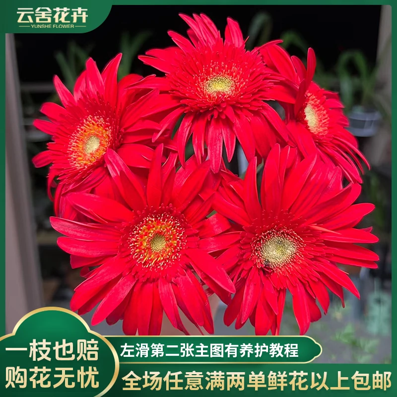 【云舍花卉】【红艳】非洲菊一扎任意2单或以上冷链包邮