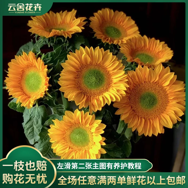 【云舍花卉】【收到初始花苞小养护后大】绿心向日葵5支任意两单包邮