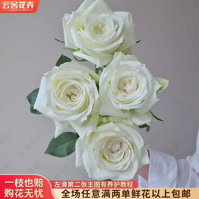 【云舍花卉】【坦尼克】单头玫瑰【杆子稍细】任意满两单及以上包邮