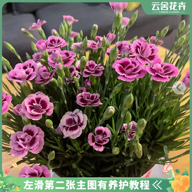 【云舍花卉】初恋康乃馨盆栽一盆(带原黑盆)任意2单或以上包邮发货